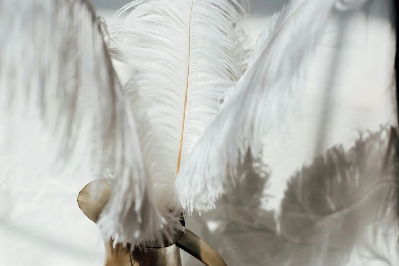 feather feathers are seen displayed on an umbrella