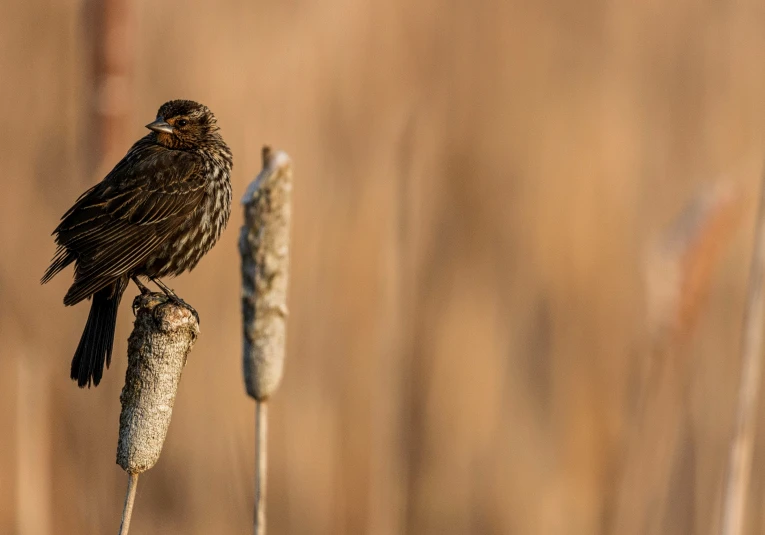 a black bird perched on top of some dead grass