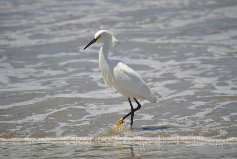a white bird with an orange beak and yellow feet in the surf