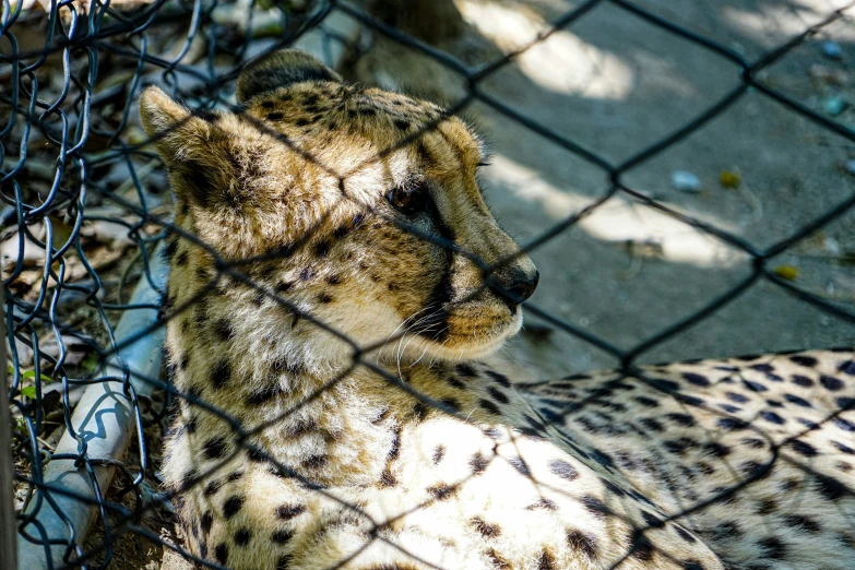 a cheetah in a cage behind a wire fence