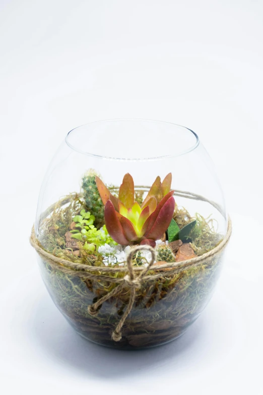 there is an air plant in a glass bowl