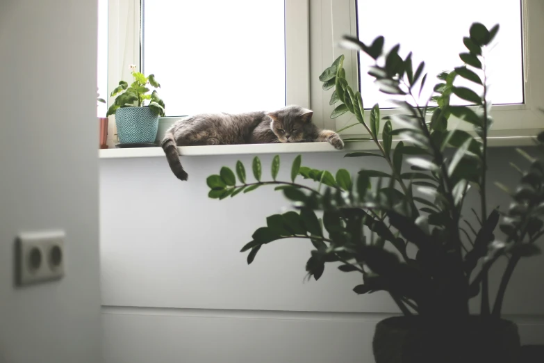 a cat is sitting on the ledge of a window