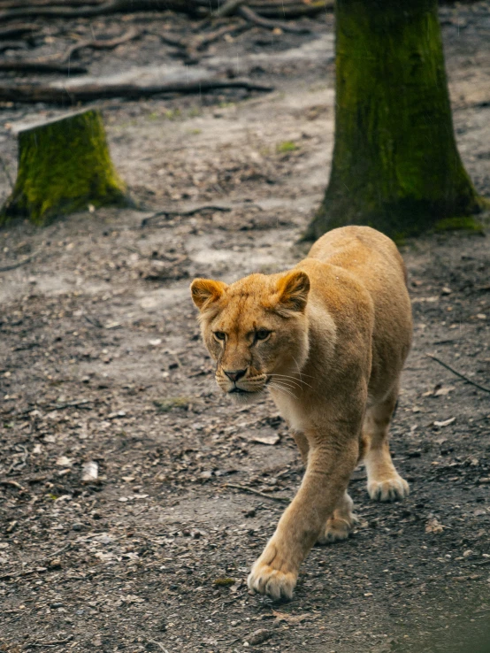 a baby lion walking across a dirt field