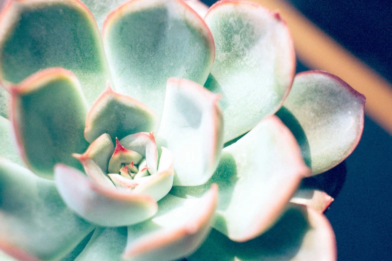 an image of a large flower that is growing