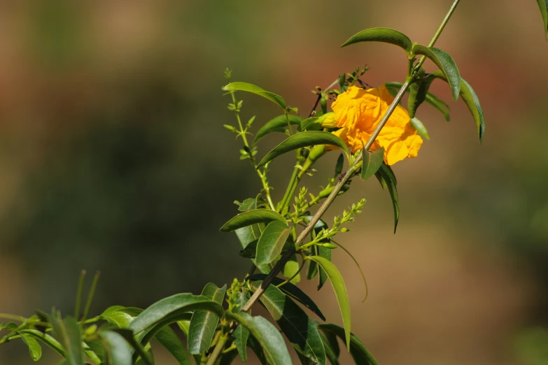 yellow flower in a plant, it is wilting