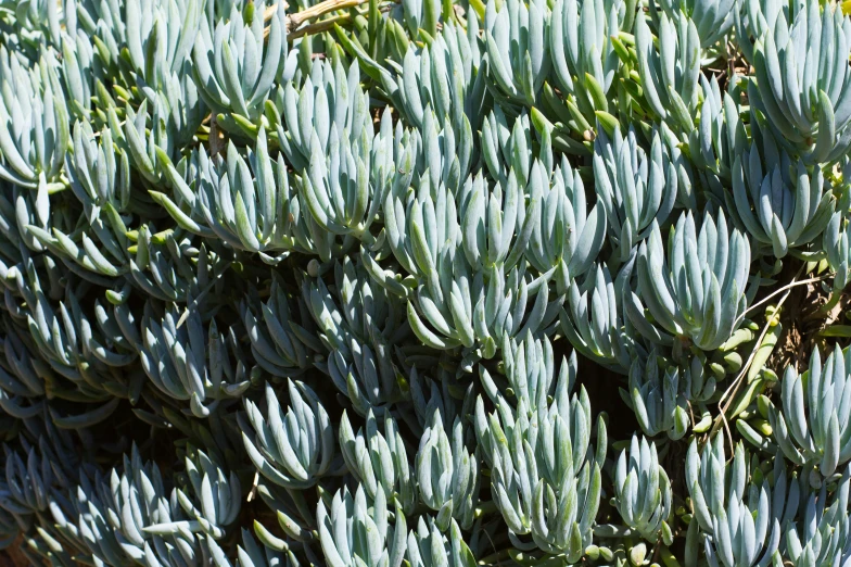 there are green leaves growing on this plant