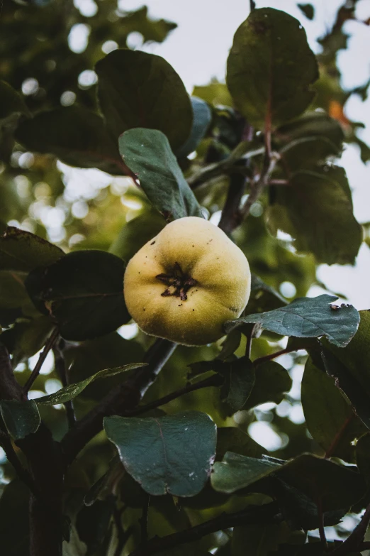 an apple on a tree with leaves and sky background