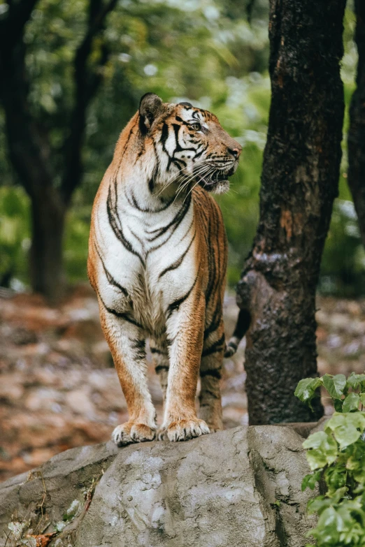 the tiger is standing on top of a rock