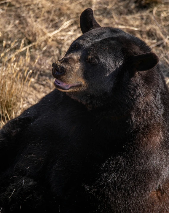 a close - up image of a black bear laying on dry grass