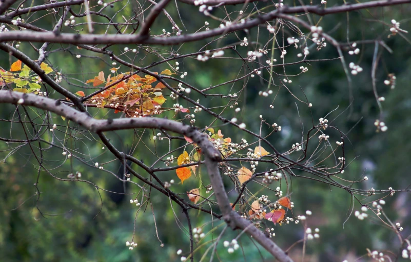 some very cute looking leafed nches with some pretty flowers