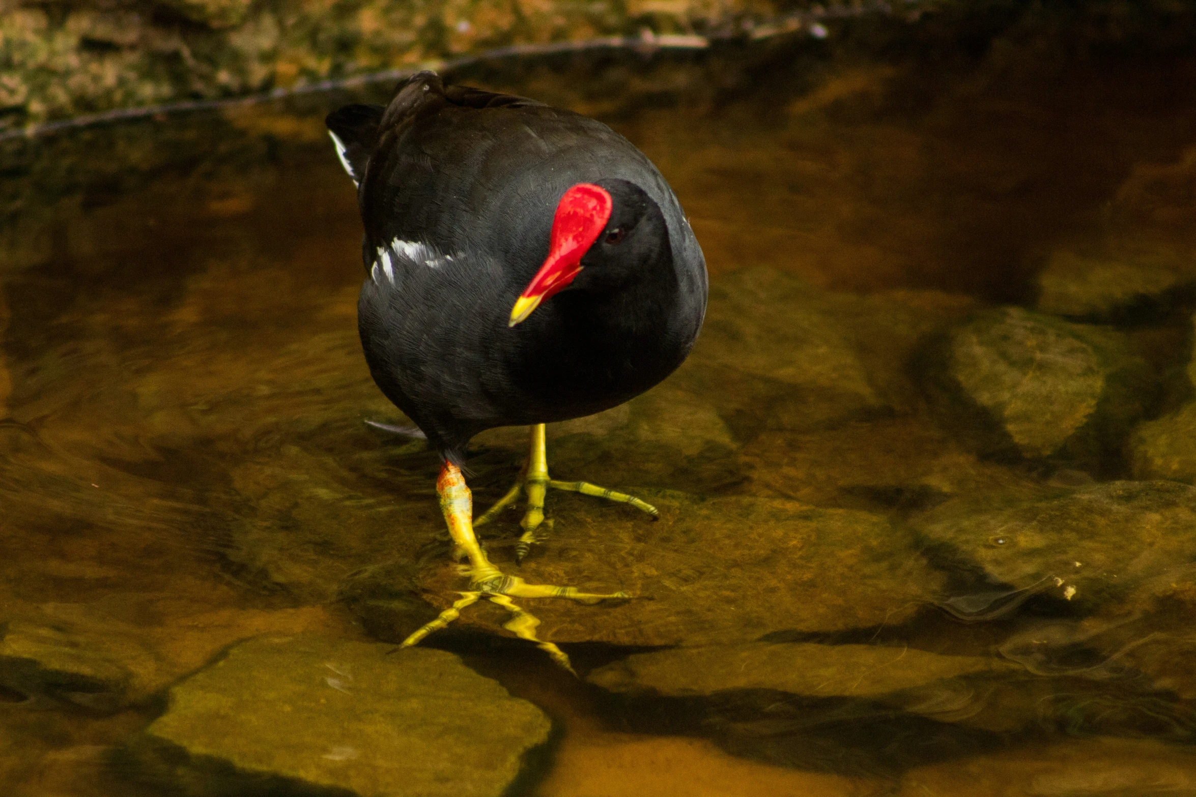 a small black bird standing in some water