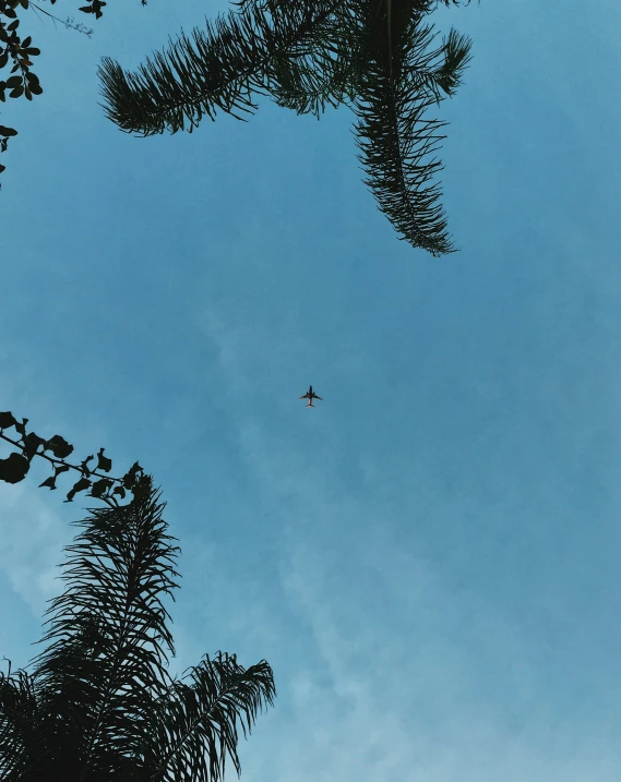 a plane flying in the sky between two palm trees