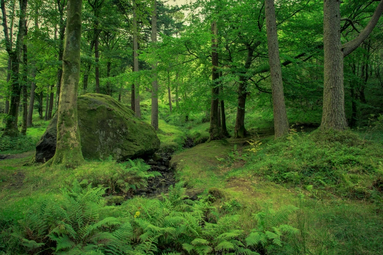 trees are standing in the middle of a lush green forest