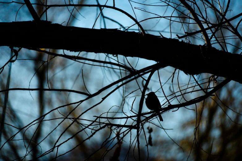 the little bird is perched in the tree nch