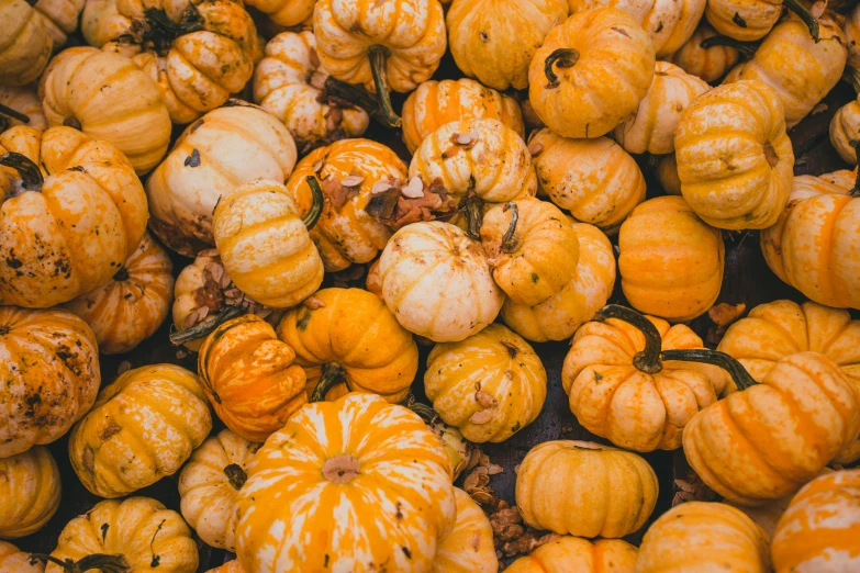 a pile of gourds that are all orange