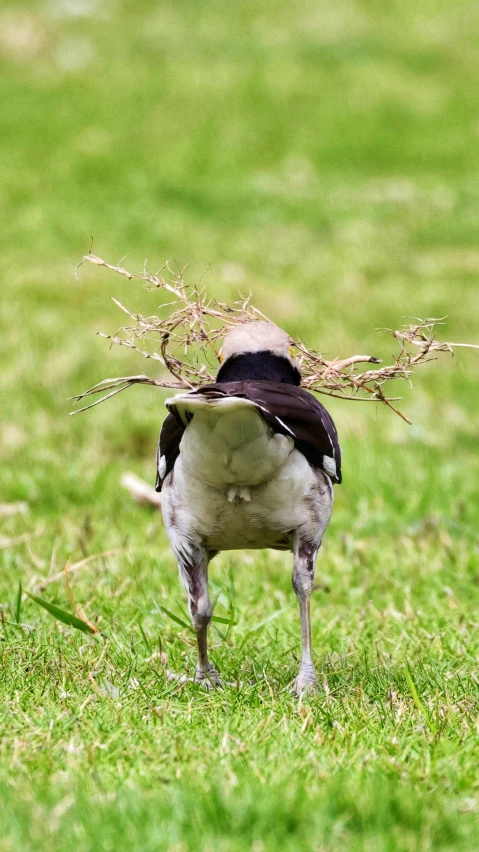 a bird with a hat on its head