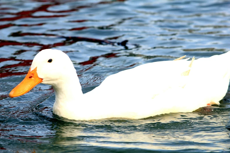 a duck is swimming in the water and floating on the surface