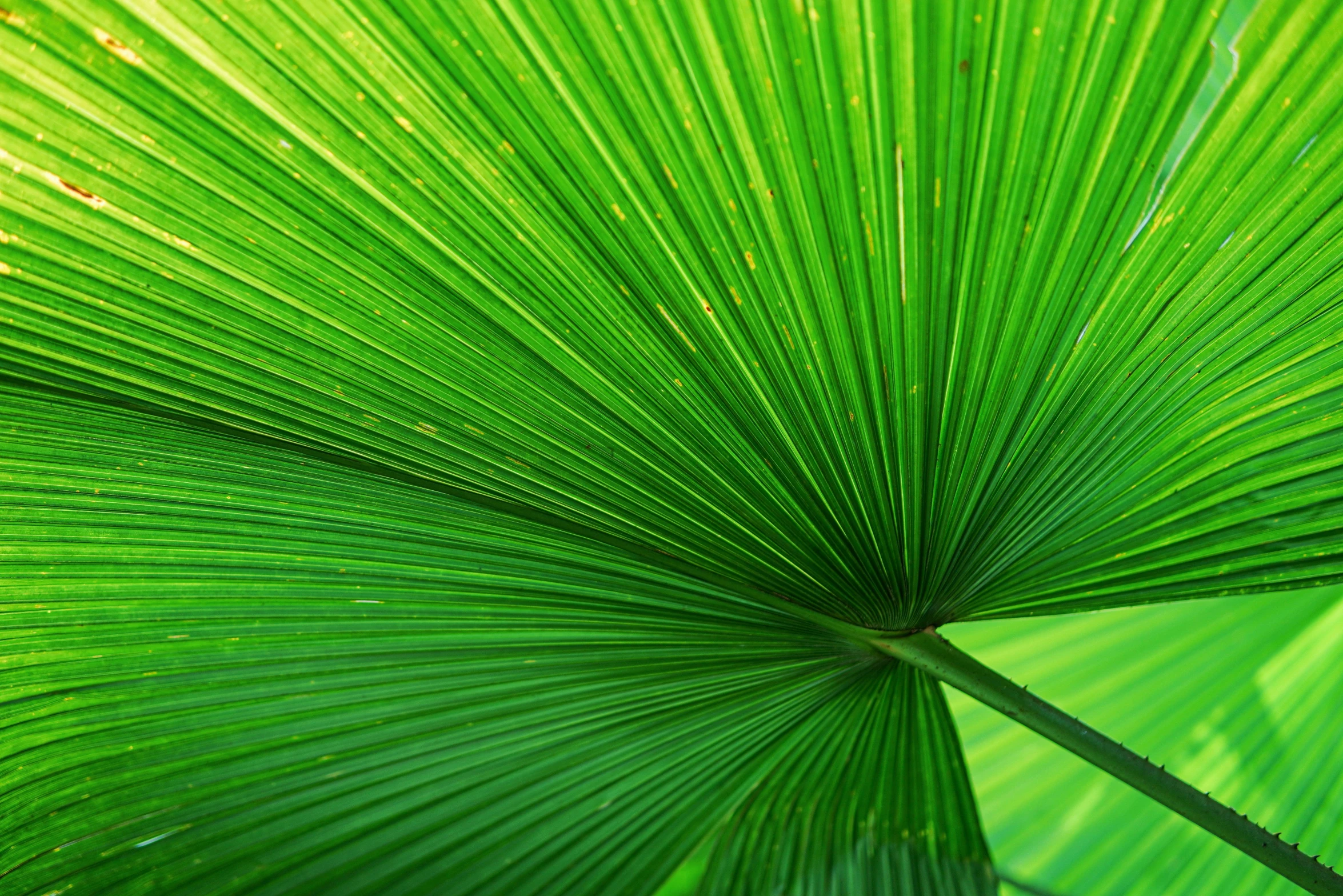 a closeup of a green leaves background