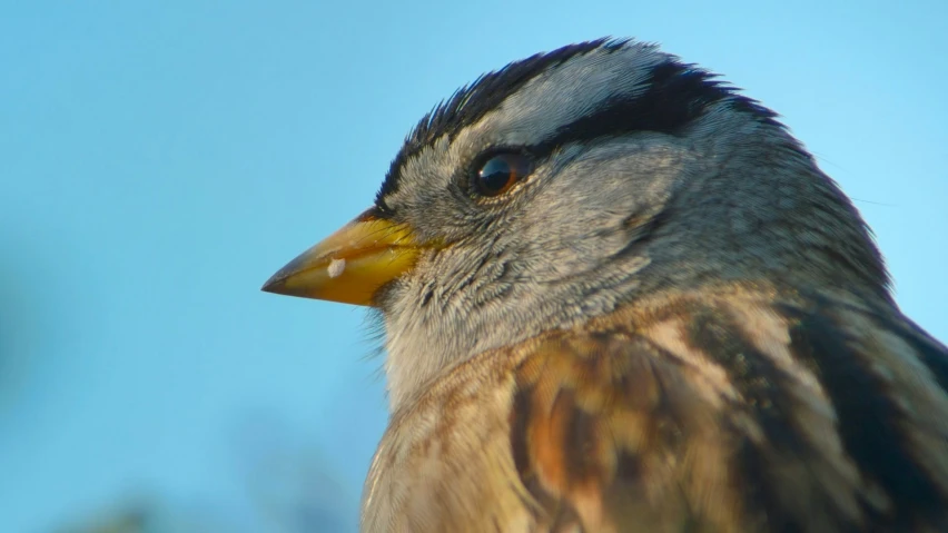 a small gray bird with a yellow beak