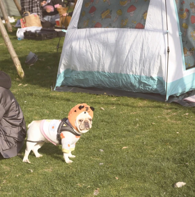 a small dog stands by a tent while someone uses the tent