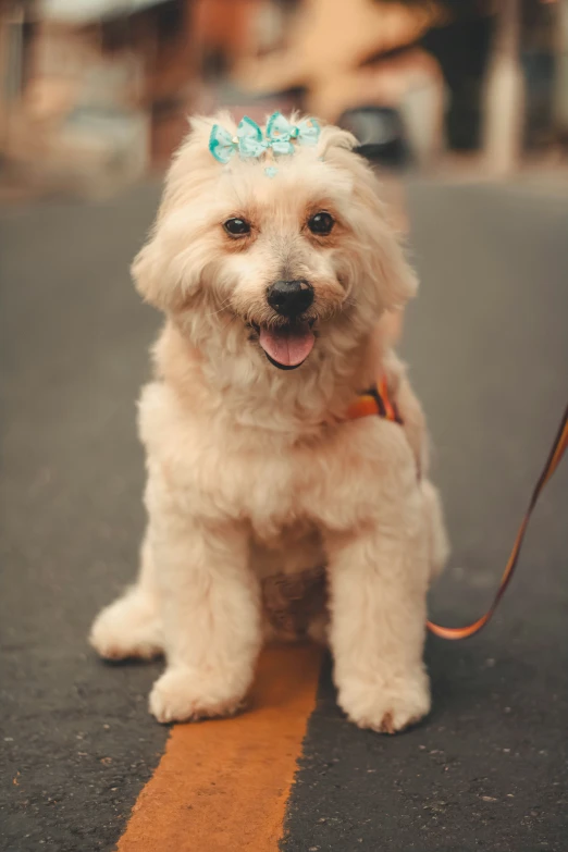 a small white dog on a leash wearing a bow