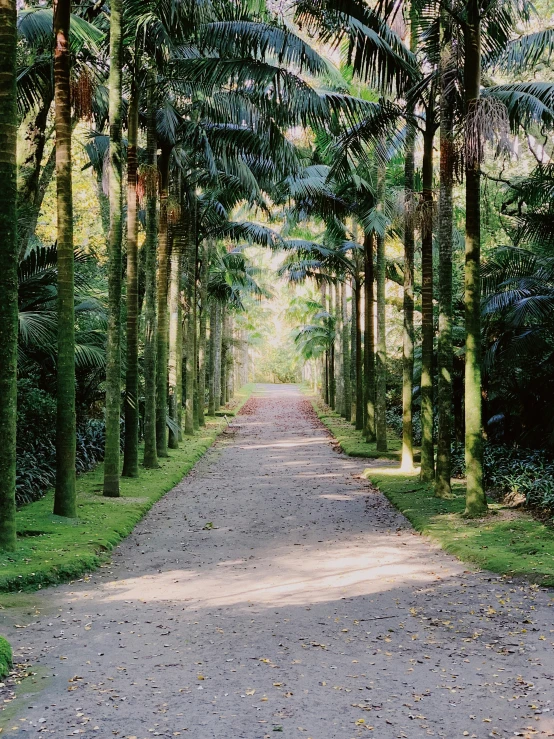 an image of a dirt road surrounded by trees