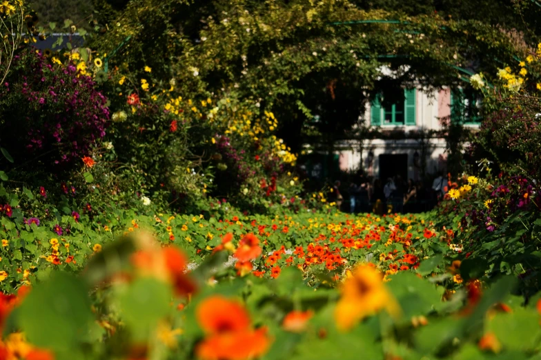 a picture of flowers and a building in the distance