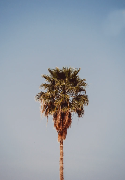 a palm tree in front of a clear blue sky