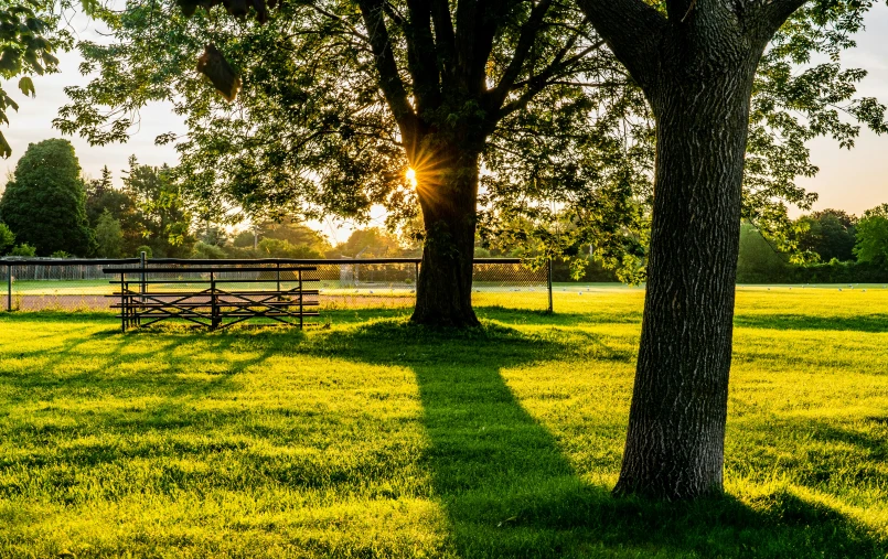 a large tree sitting in the middle of a park