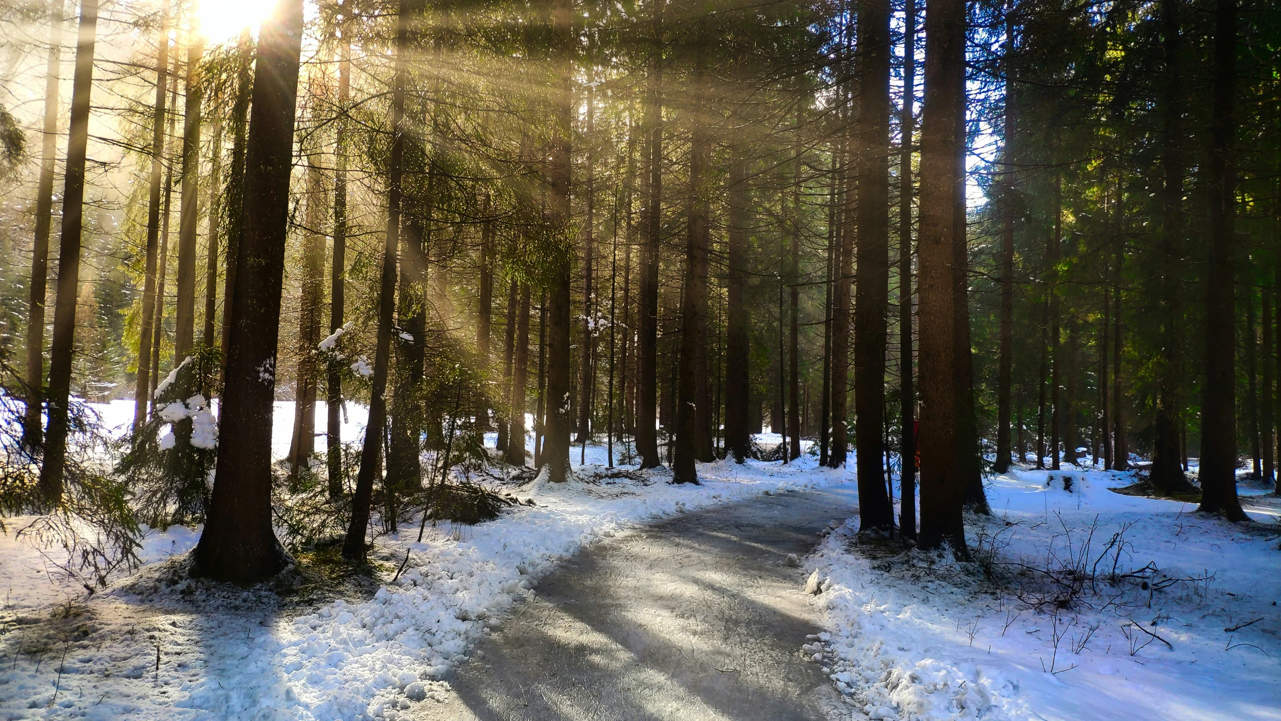 the sun shines through the trees in the snow