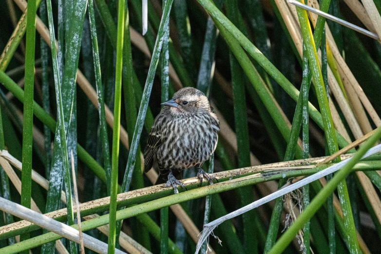 an image of a small bird sitting on a nch