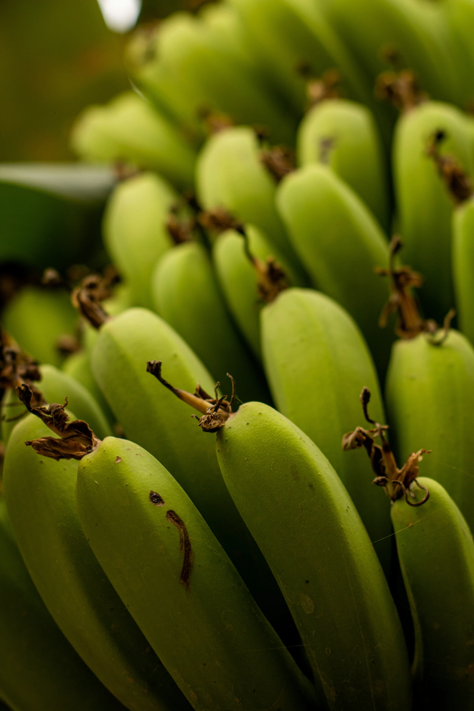 a bunch of green bananas sitting on top of a tree