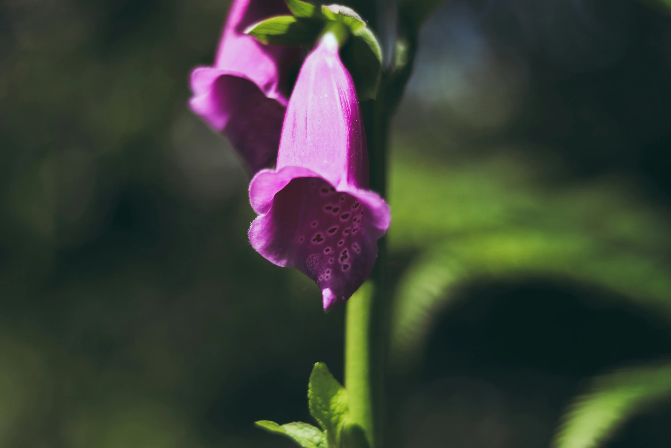 a closeup of a flower with water droplets on the petals