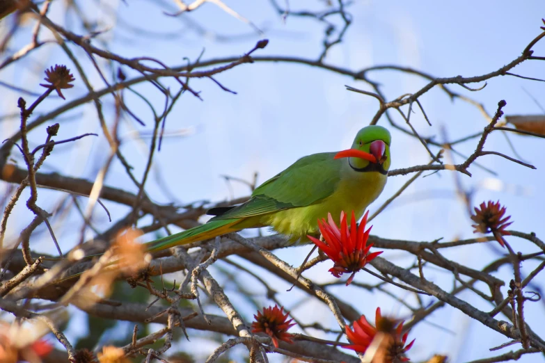 this green and red parrot sits on the nches of a tree