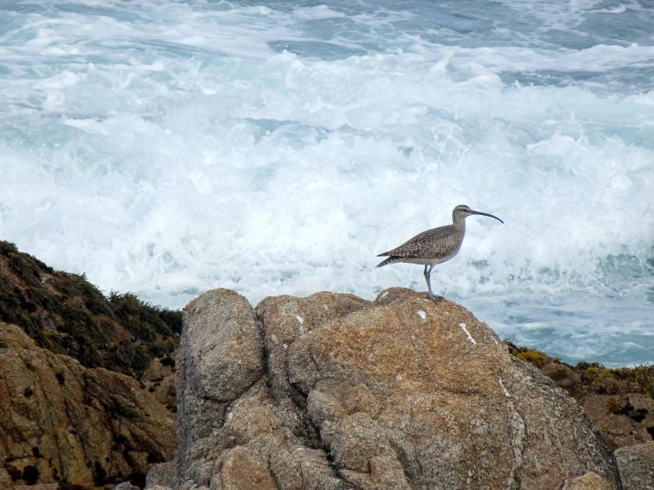 a large bird standing on top of a rock near the ocean