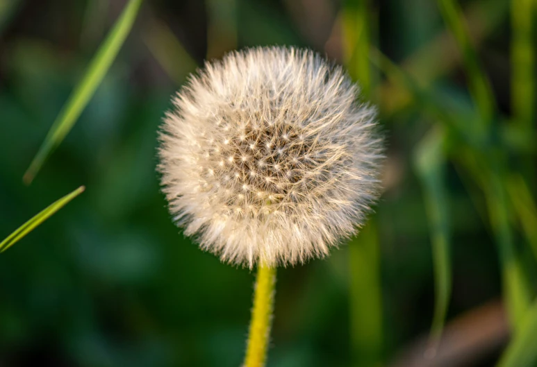 the seeds are all gone on the dandelion