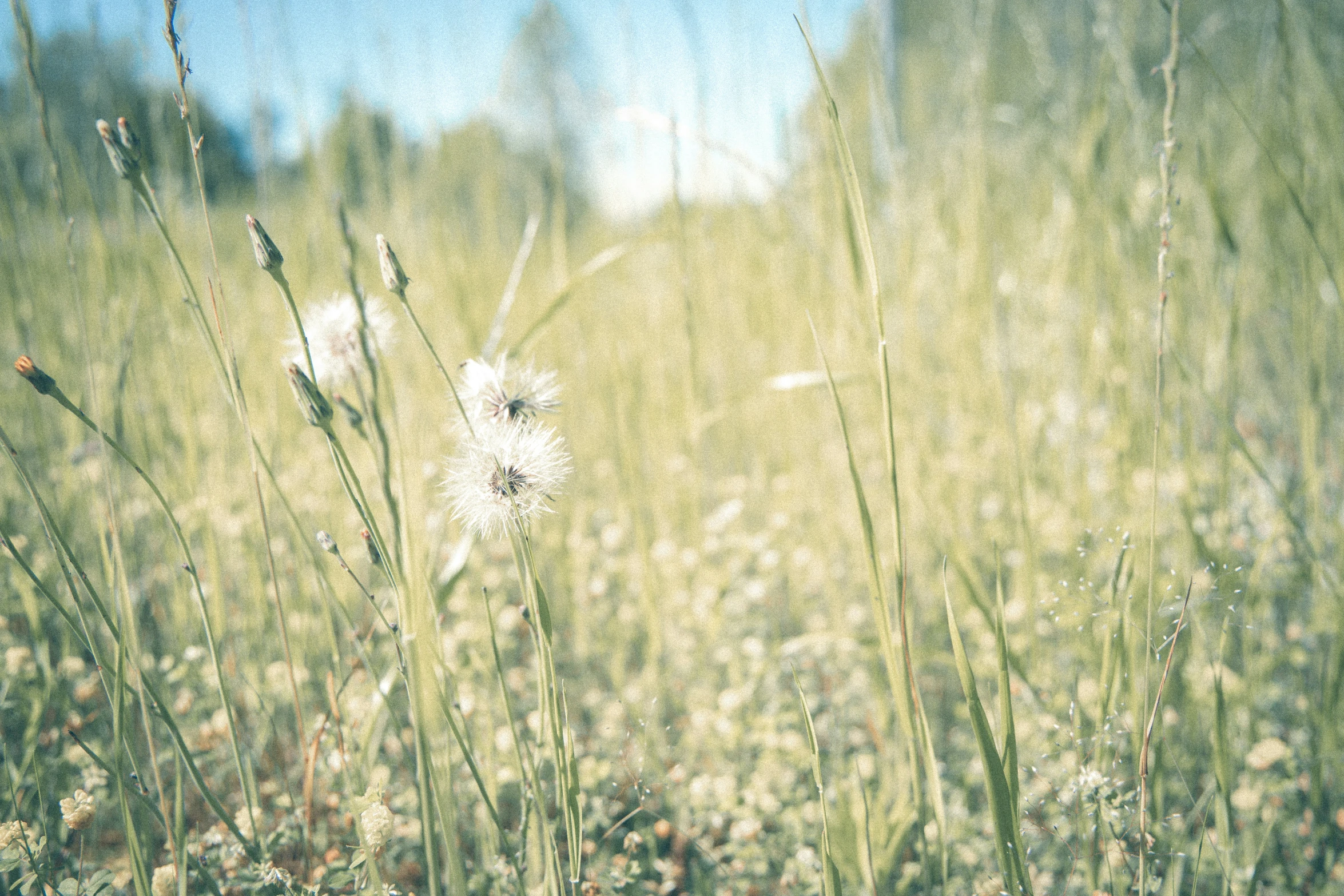 a blurry picture of tall grass in the middle of the day