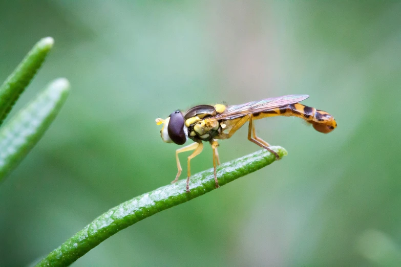 two bees in full mating are standing on the end of a flower stem