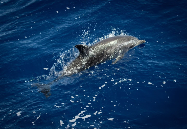 a grey dolphin swims in blue water