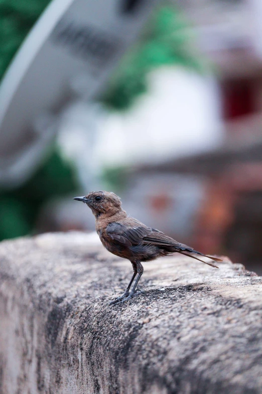 a small bird perched on top of a wooden bench