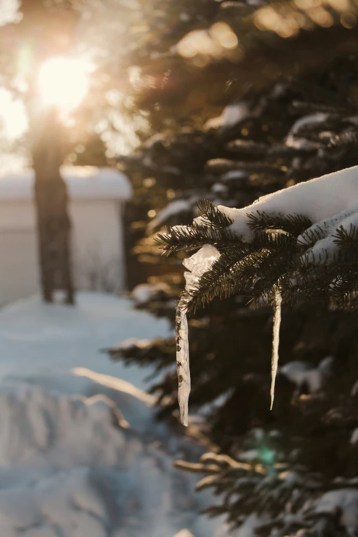 a sunny day in the woods with lots of snow