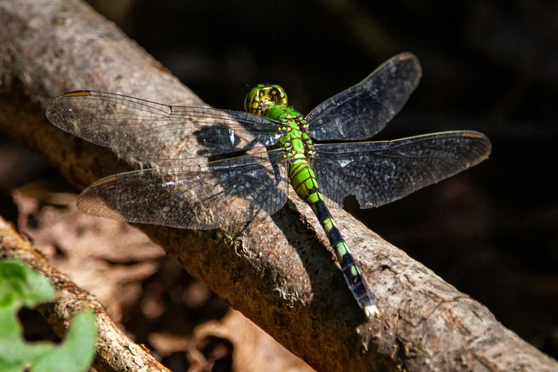 a dragonfly is perched on a nch in the woods