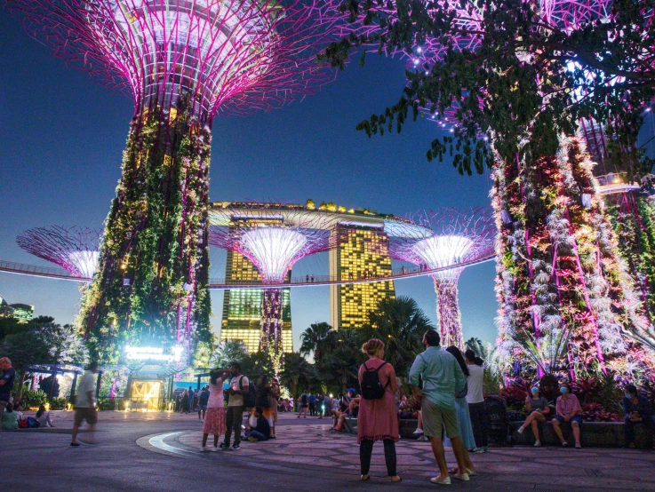 the trees are illuminated with purple lights in a park