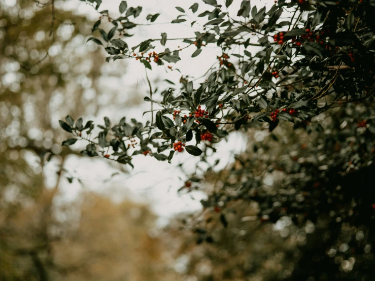 a tree that has some kind of bush with leaves