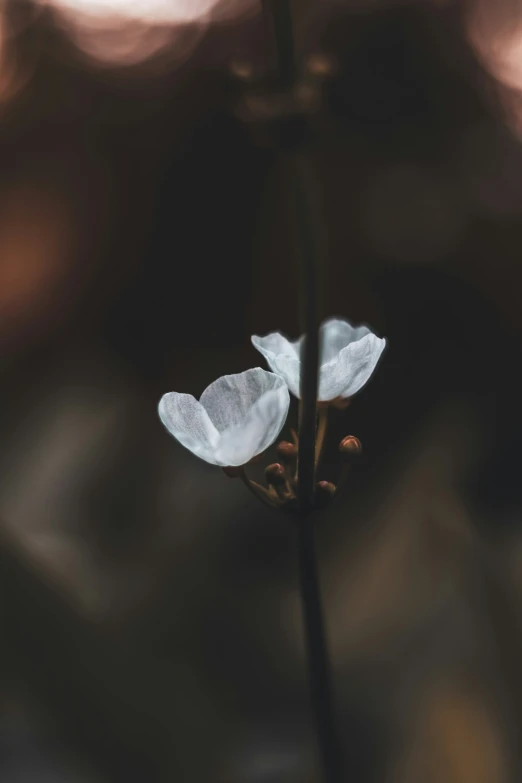 a close up of a plant with flowers