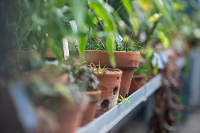 many small pots with green plants on a shelf