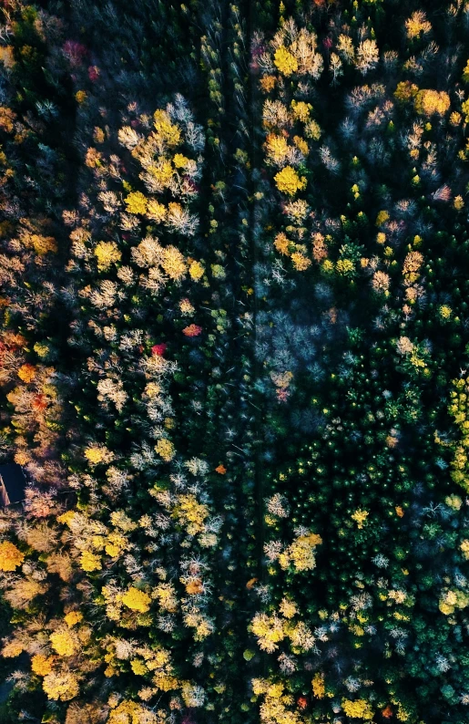 overhead view of trees, with leaves and nches moving in various directions