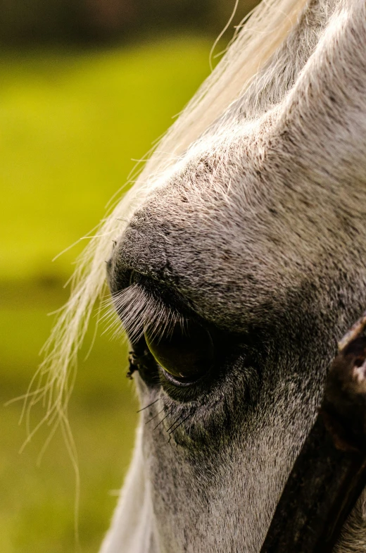 closeup of a horse's eye with a blurry background