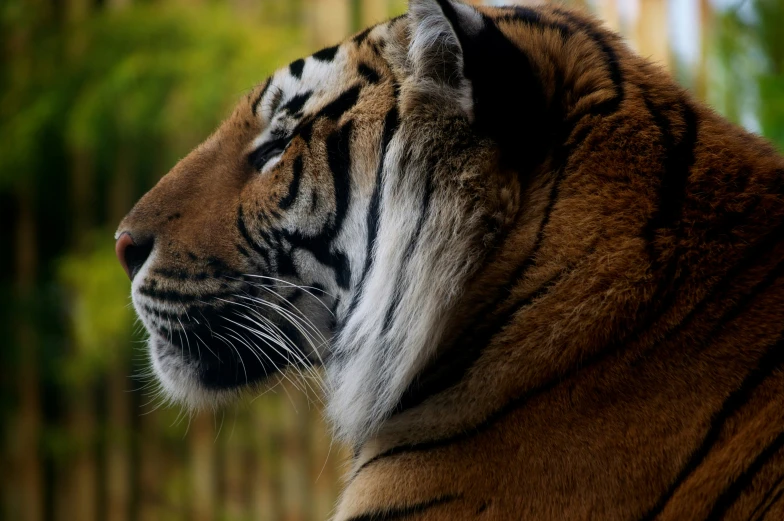 the image of the tiger looks out over its shoulder