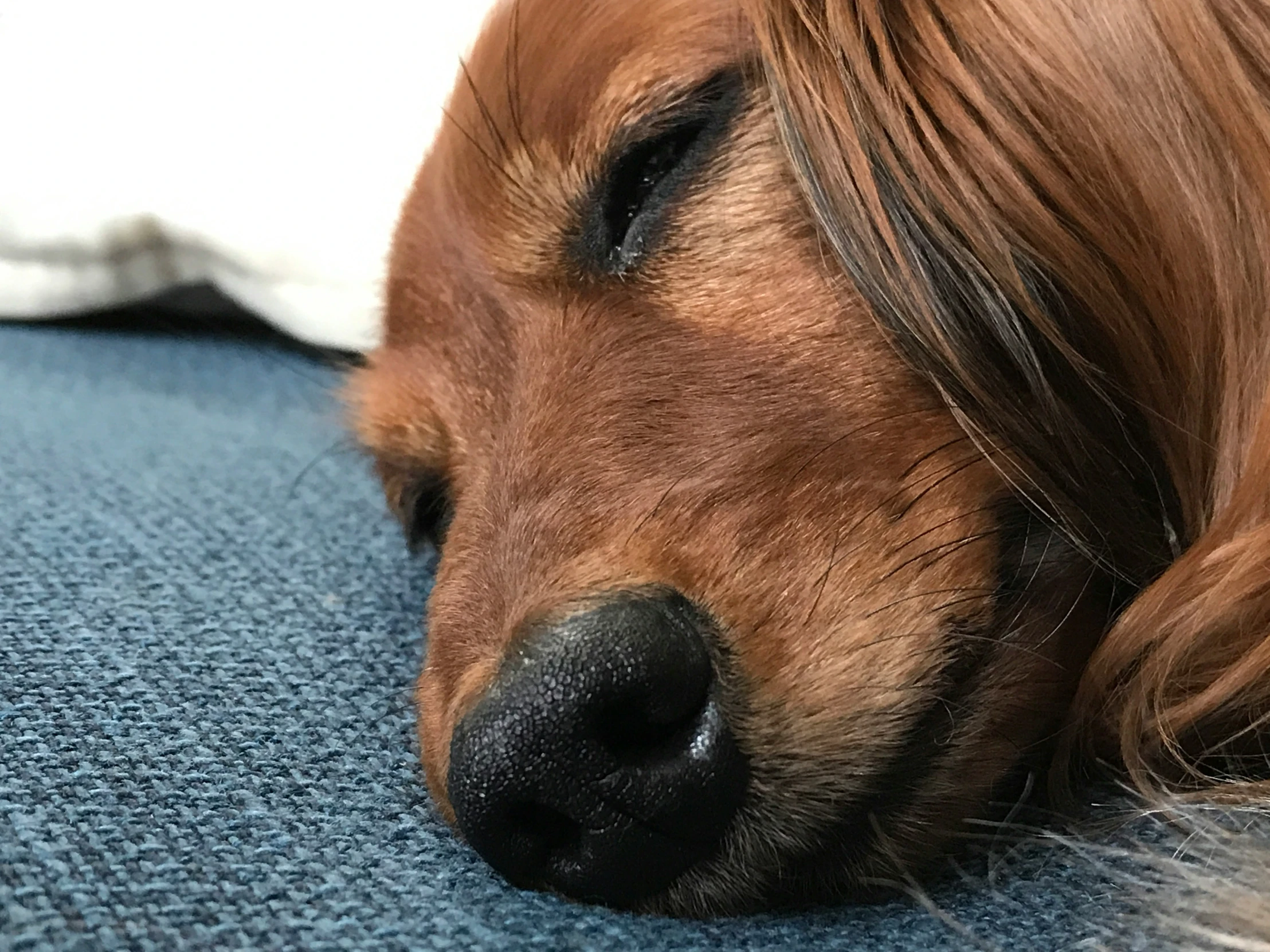 a dog that is laying down and sleeping